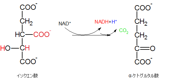 α-ケトグルタル酸