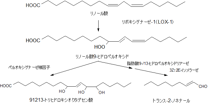 リノール酸の過酸化
