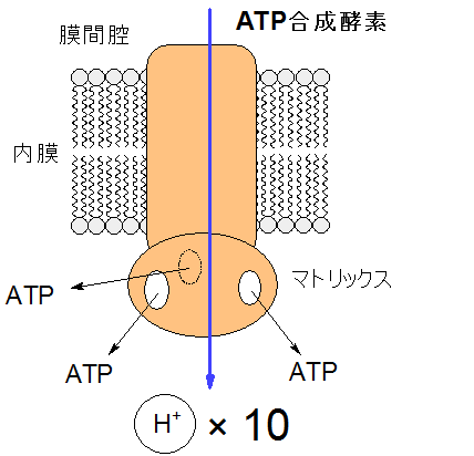 ATP合成酵素