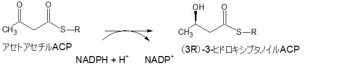 （3R）-3-ヒドロキシブタノイルACP