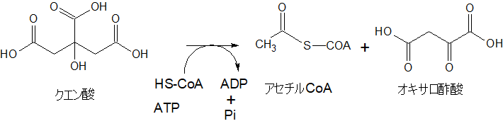 ATP-クエン酸リアーゼ