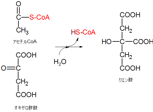 オキサロ酢酸とアセチルCoAからクエン酸