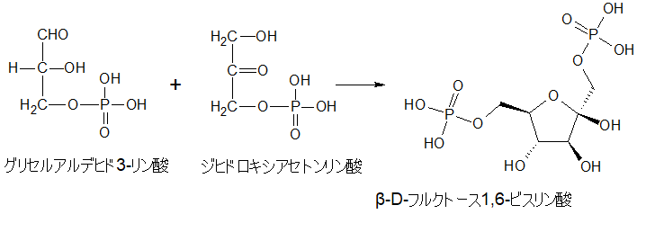 β-D-フルクトース1,6-ビスリン酸