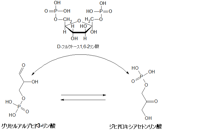 ジヒドロキシアセトンリン酸/グリセルアルデヒド3-リン酸