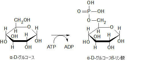 α-D-グルコース-6-リン酸