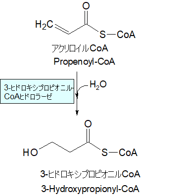 3-ヒドロキシプロピオニルCoA