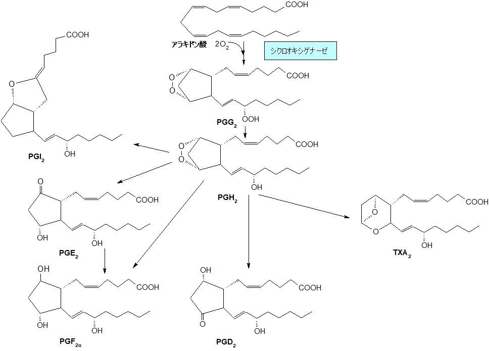 アラキドン酸からできるプロスタノイド