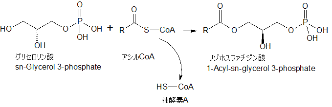 リゾホスファチジン酸
